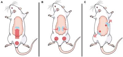 Manipulation of the Fascial System Applied During Acute Inflammation of the Connective Tissue of the Thoracolumbar Region Affects Transforming Growth Factor-β1 and Interleukin-4 Levels: Experimental Study in Mice